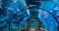 Hurghada Grand Aquarium – Red Sea Marine Life Experience