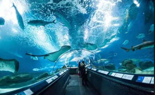 Hurghada Grand Aquarium – Red Sea Marine Life Experience