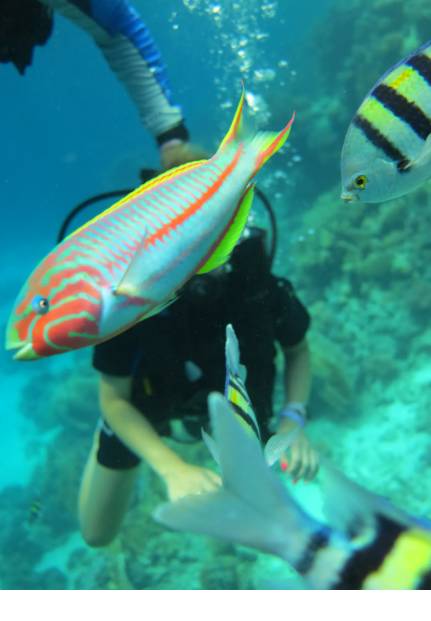 🤿 Master the Deep:  Scuba Diving Courses for All Levels 🌊