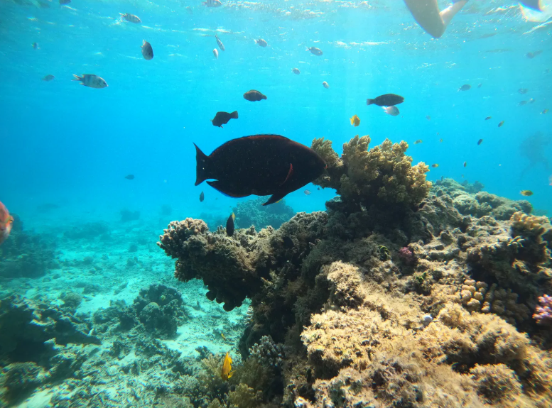 🤿 Master the Deep:  Scuba Diving Courses for All Levels 🌊